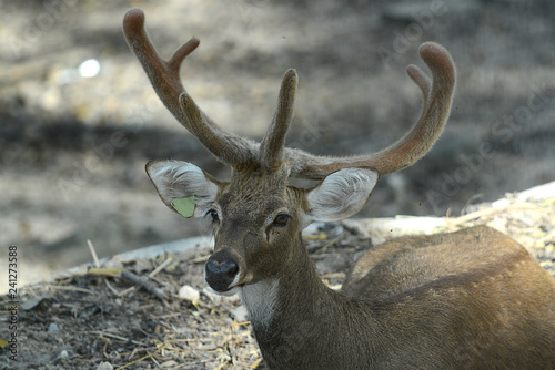 freilaufendes Rehwild in Tierpark in Thailand