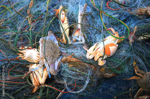 Fishermen catch blue crabs