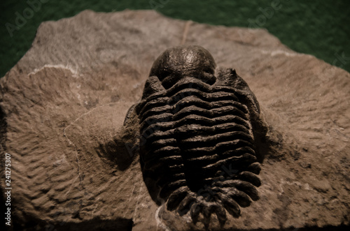 Picture of an extint trilobite