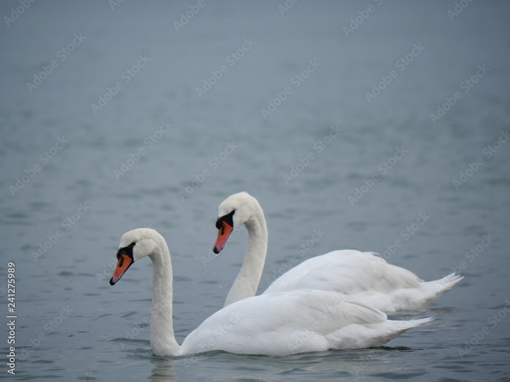 two swans swimming in the azure sea