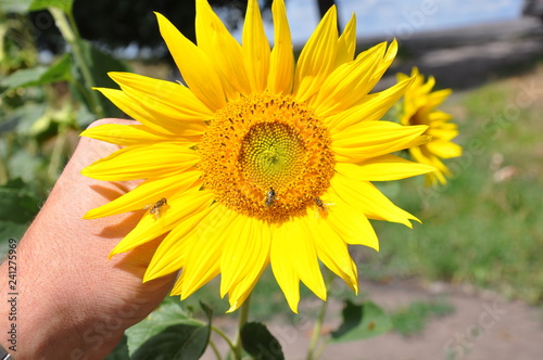 sunflower, flower, yellow, nature, summer, plant, sun, garden, field, green, agriculture, beautiful, flowers, petal, bright, flora, isolated, blossom, leaf, bloom, sunflowers, petals, floral, spring, 