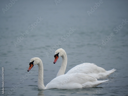 two swans swimming in the azure sea