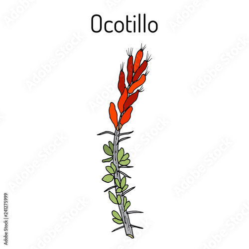 Ocotillo Fouquieria splendens , or coachwhip, candlewood, slimwood, desert coral, Jacob cactus, medicinal plant photo