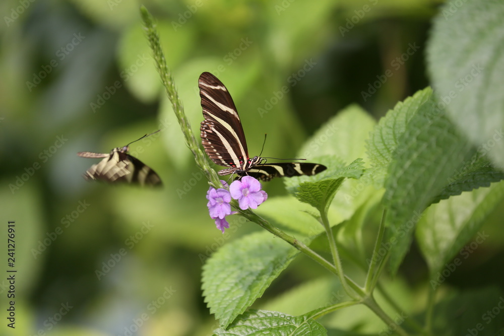 Fototapeta premium fotografias de insectos varios mariposas 