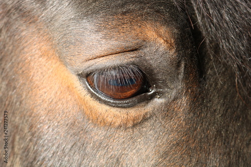 Fototapeta Naklejka Na Ścianę i Meble -  regard de cheval