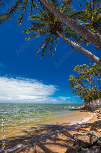 Palm trees on the south end of Suttons Beach  Redcliffe  Brisbane  Australia