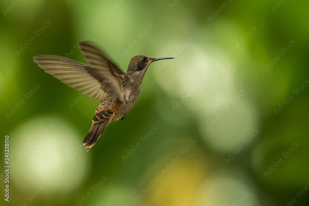 Brown violetear (Colibri delphinae) hovering in the air, caribean tropical forest, Trinidad and Tobago, bird on colorful clear background,beautiful hummingbird in flight Brown violetear (Colibri delphinae) hovering in the air, caribean tropical forest, Trinidad and Tobago, bird on colorful clear background,beautiful hummingbird in flight
