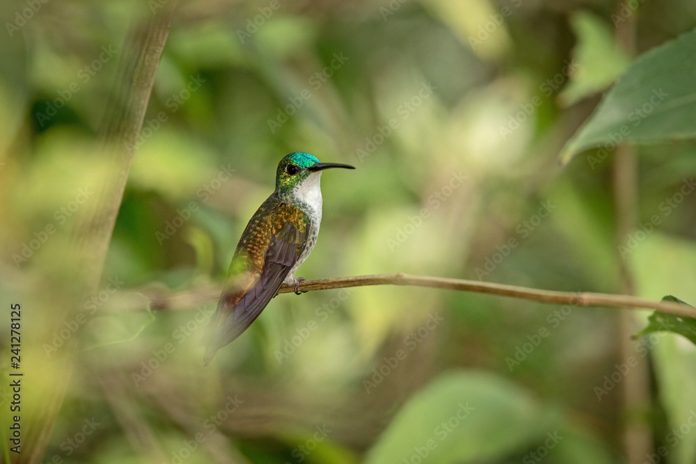 White-chested Emerald  sitting on branch in garden, bird from caribean tropical forest, Trinidad and Tobago, beautiful tiny hummingbird, exotic adventure in Caribic