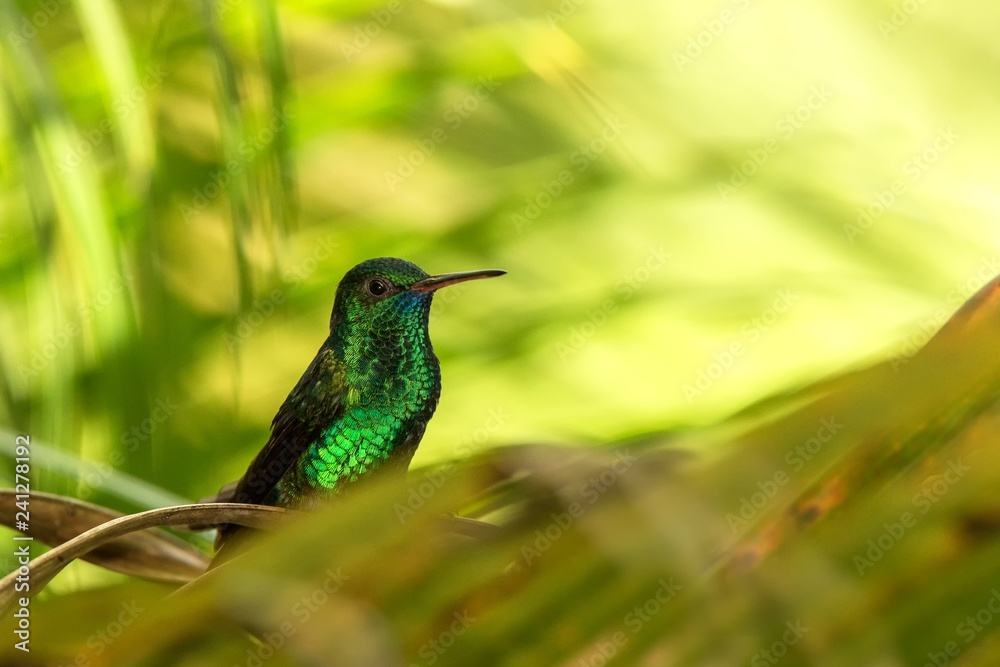 Fototapeta premium Copper-rumped Hummingbird sitting on branch in garden, palm leaves in background, bird from caribean tropical forest, Trinidad and Tobago, beautiful tiny hummingbird, exotic adventure in Caribic