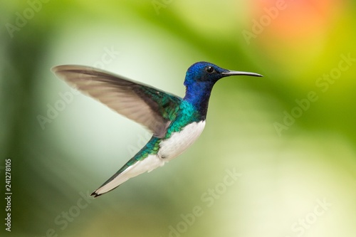 White-necked jacobin hovering in the air, caribean tropical forest, Trinidad and Tobago, bird on colorful clear background,beautiful hummingbird with white belly and blue head in flight