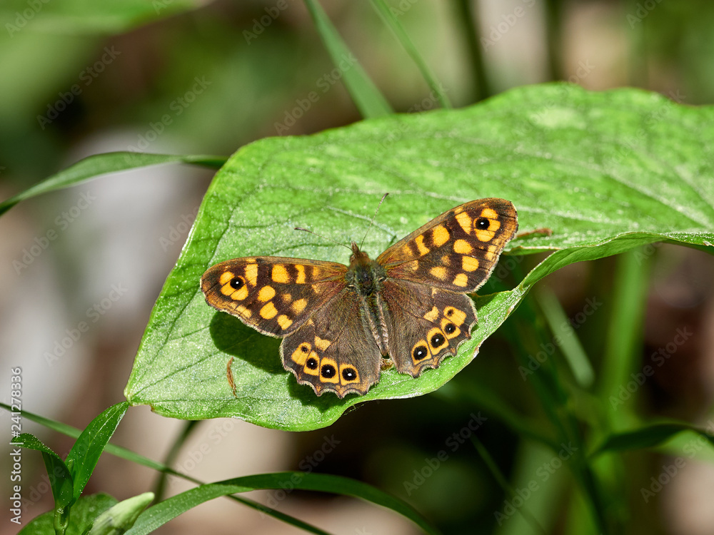 Butterfly sunbathing on top of a leaf speckled Wood (Pararge aegeria) Butterfly sunbathing on top of a leaf speckled Wood (Pararge aegeria)