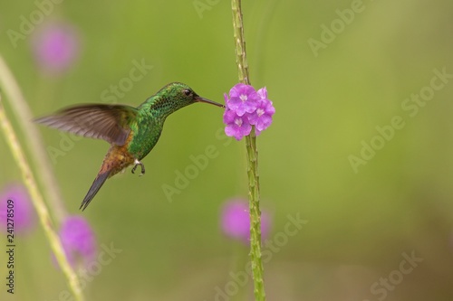 Copper-rumped hummingbird, Amazilia tobaci hovering next to violet flower, bird in flight, caribean Trinidad and Tobago, natural habitat, beautiful hummingbird sucking nectar,colouful clear background