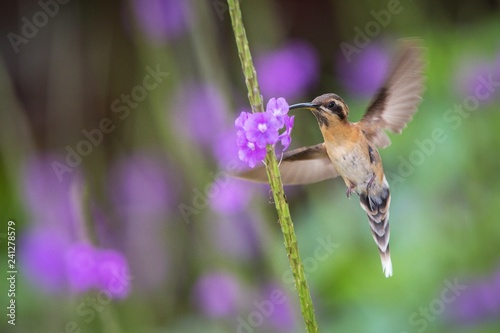 Little hermit hovering next to violet flower, bird in flight, caribean Trinidad and Tobago, natural habitat, beautiful hummingbird sucking nectar,colouful clear background, exotic adventure photo