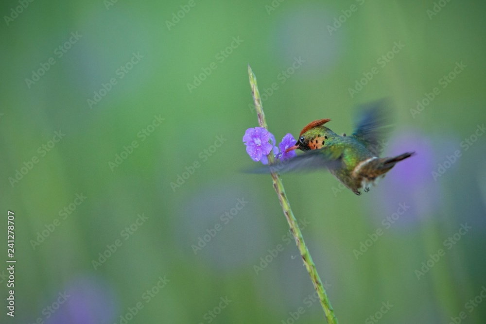 Tufted Coquette (Lophornis ornatus) hovering next to violet flower, bird in flight, caribean Trinidad and Tobago, natural habitat, beautiful hummingbird sucking nectar,colouful clear background,female Tufted Coquette (Lophornis ornatus) hovering next to violet flower, bird in flight, caribean Trinidad and Tobago, natural habitat, beautiful hummingbird sucking nectar,colouful clear background,female
