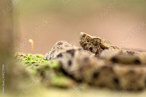 Common lancehead  Bothrops atrox  in its natural environment  tropical forest  snake close-up from Trinidad and Tobago  dangerous animal  exotic adventure in Caribbean nature  endangered species