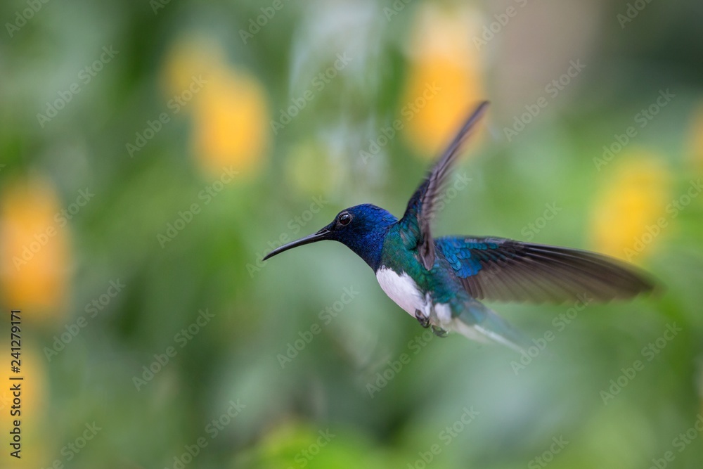 White-necked jacobin hovering in the air, caribean tropical forest, Trinidad and Tobago, bird on colorful clear background,beautiful hummingbird with white belly and blue head in flight White-necked jacobin hovering in the air, caribean tropical forest, Trinidad and Tobago, bird on colorful clear background,beautiful hummingbird with white belly and blue head in flight