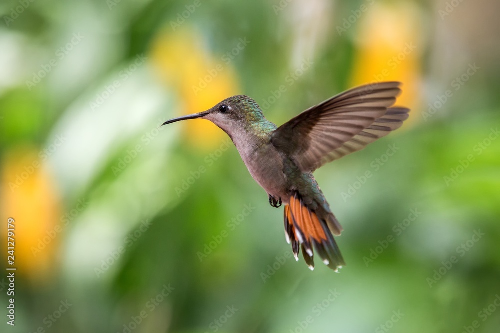 Obraz premium Black-throated mango (Anthracothorax nigricollis) hovering in the air, caribean tropical forest, Trinidad and Tobago, bird on colorful clear background,beautiful hummingbird in flight