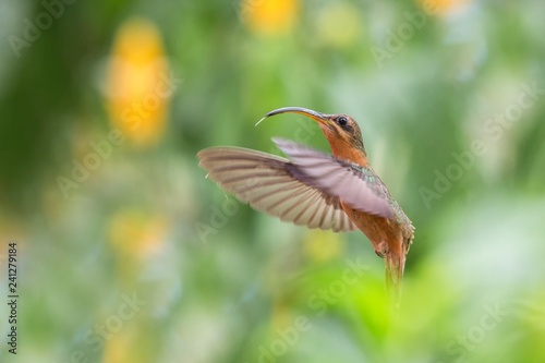 Rufous-breasted hermit (Glaucis hirsutus) hovering in the air, caribean tropical forest, Trinidad and Tobago, bird on colorful clear background,beautiful hummingbird in flight photo