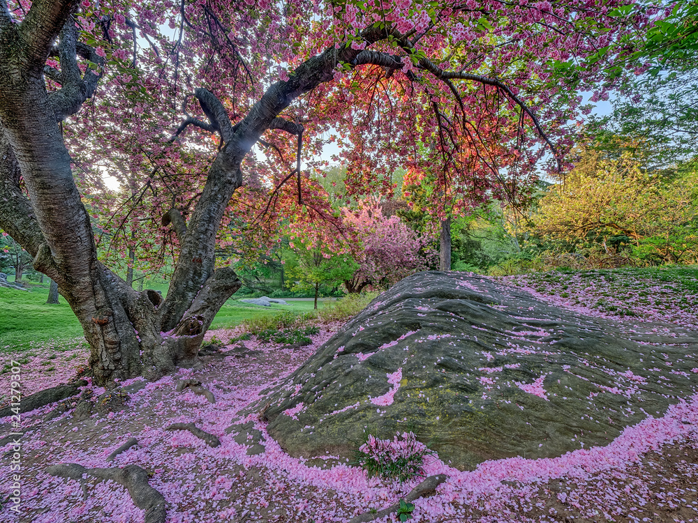 Central Park in spring with flowers and trees Central Park in spring with flowers and trees