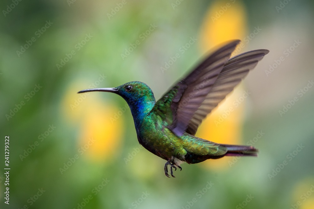 Fototapeta premium Black-throated mango (Anthracothorax nigricollis) hovering in the air, caribean tropical forest, Trinidad and Tobago, bird on colorful clear background,beautiful hummingbird in flight