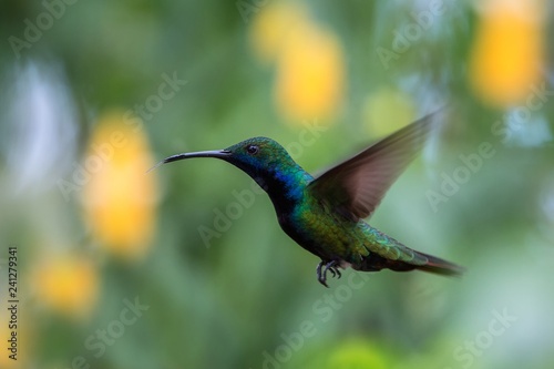 Black-throated mango  Anthracothorax nigricollis  hovering in the air  caribean tropical forest  Trinidad and Tobago  bird on colorful clear background beautiful hummingbird in flight