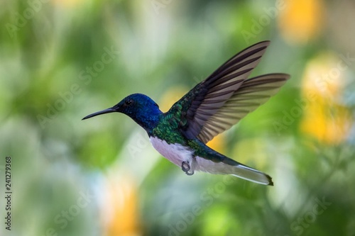 White-necked jacobin hovering in the air, caribean tropical forest, Trinidad and Tobago, bird on colorful clear background,beautiful hummingbird with white belly and blue head in flight © Ji