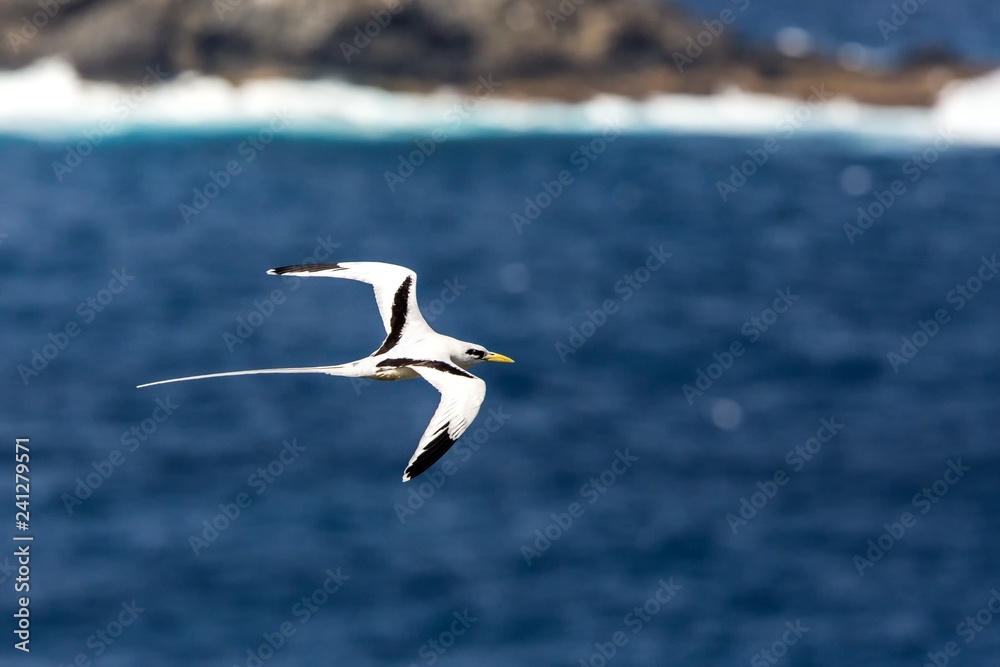 Yellow-billed Tropicbird (Phaethon lepturus) flying over the Pacific ocean near Galapagos Islands, beautiful white bird with sea and cliffs in background, elegant bird with long tail