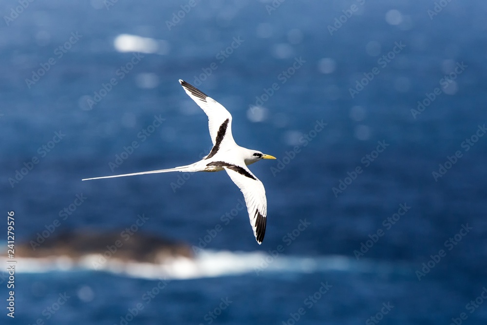 Obraz premium Yellow-billed Tropicbird (Phaethon lepturus) flying over the Pacific ocean near Galapagos Islands, beautiful white bird with sea and cliffs in background, elegant bird with long tail