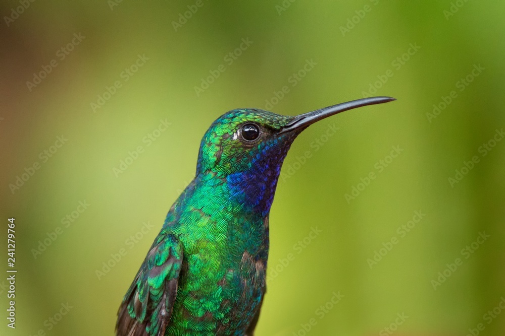 Fototapeta premium White-tailed sabrewing sitting, portrait of bird, caribean tropical forest, Trinidad and Tobago, natural habitat, green background, close-up