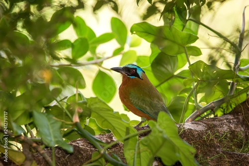 Trinidad Motmot, Momotus bahamensis, sitting on branch in tropical forest habitat. Green vegetation in background. TExotic adventure in caribbean nature, endemic bird from Trinidad and Tobago