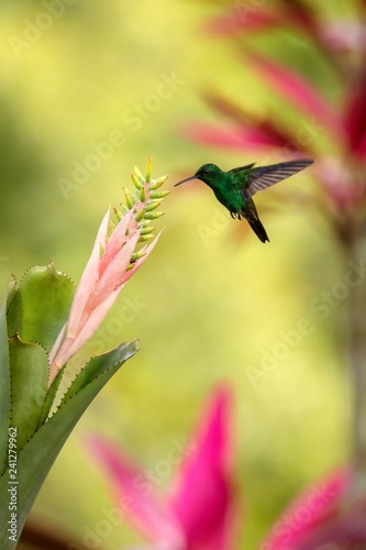 Copper-rumped Hummingbird hovering next to pink and yellow flower, bird in flight, caribean tropical forest, Trinidad and Tobago, natural habitat, hummingbird sucking nectar, colouful background