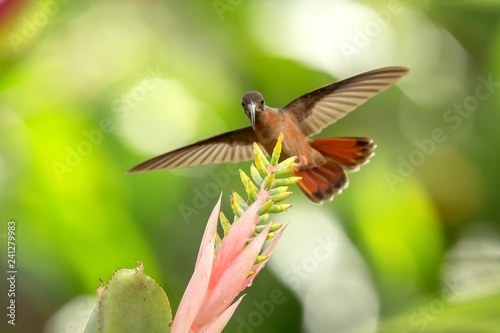 Rufous-breasted Hermit hovering next to pink and yellow flower, bird in flight, caribean tropical forest, Trinidad and Tobago, natural habitat, beautiful hummingbird sucking nectar,colouful background