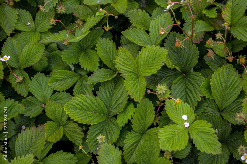 Spring white flowers of strawberries on the field. Green field of strawberries. Background. Fragaria vesca Spring white flowers of strawberries on the field. Green field of strawberries. Background. Fragaria vesca