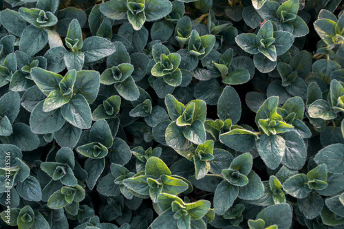 Oregano background of green fresh leaves