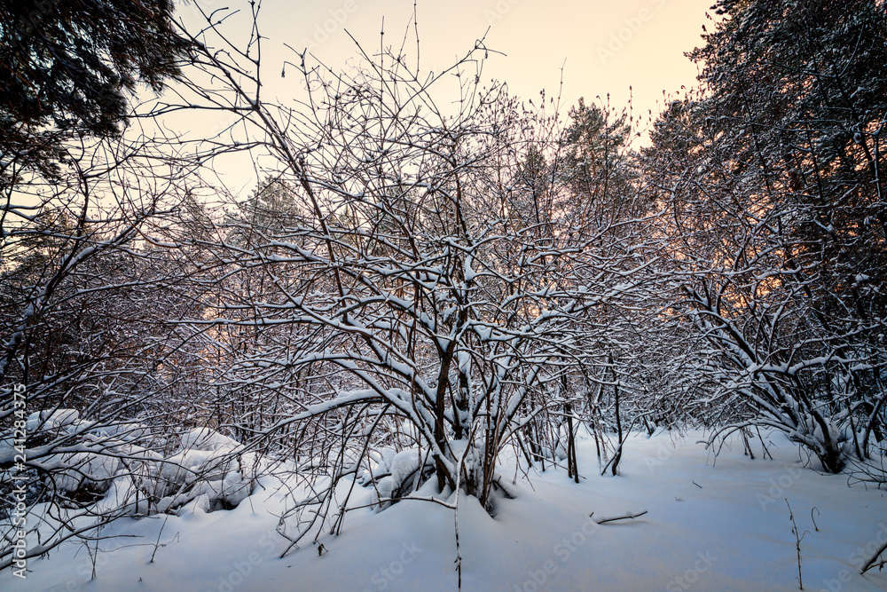 Fototapeta premium picturesque view of snow-covered forest on field at winter day 