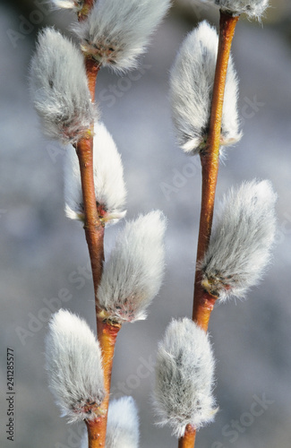 Close-up of spring pussy willow branches.