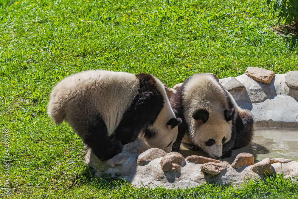 panda panda