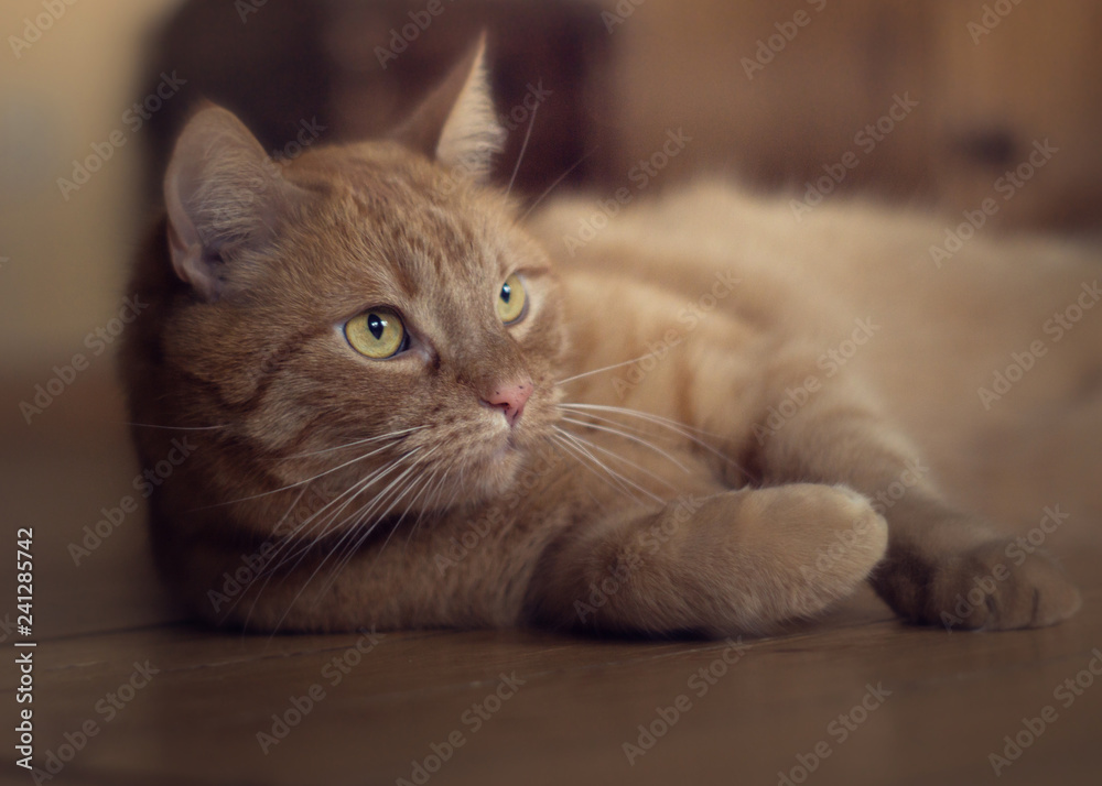 Close up rote getigerte Katze liegt auf Holzboden