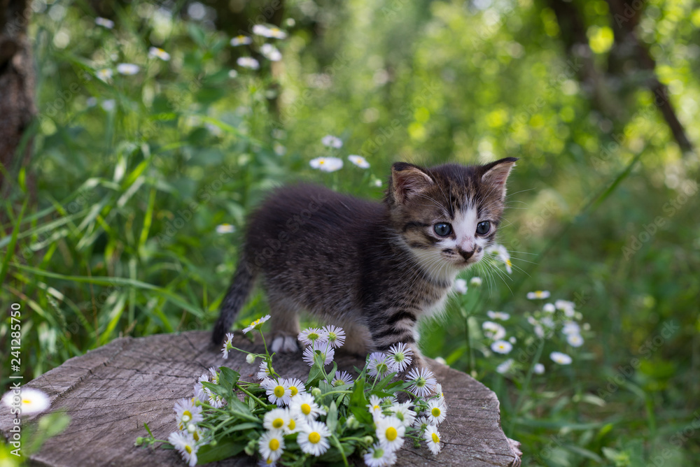 Little kitten in the spring garden, on a stump among grass and flowers.