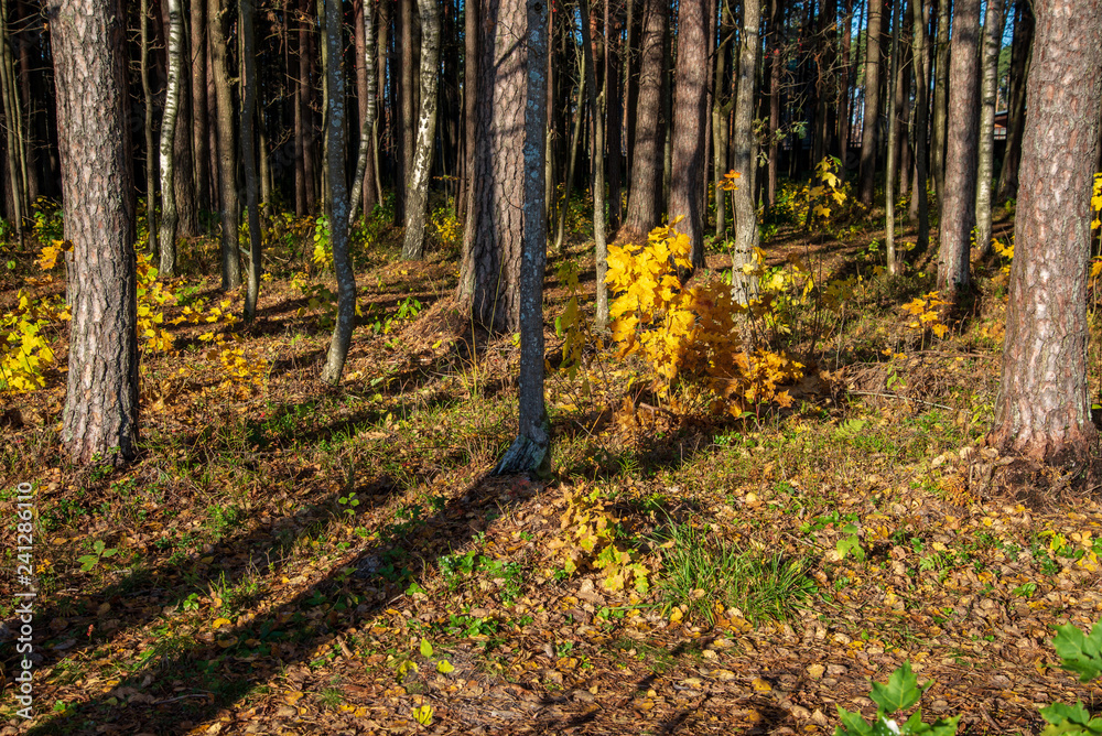 autumn in sunny day in park with distinct tree trunks and tourist trails autumn in sunny day in park with distinct tree trunks and tourist trails