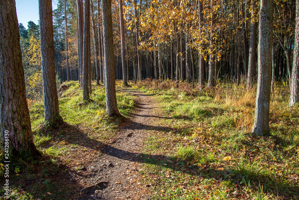 Fototapeta premium autumn in sunny day in park with distinct tree trunks and tourist trails