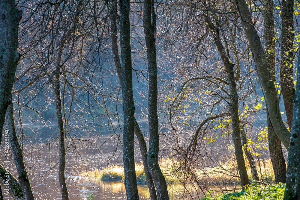 autumn in sunny day in park with distinct tree trunks and tourist trails autumn in sunny day in park with distinct tree trunks and tourist trails