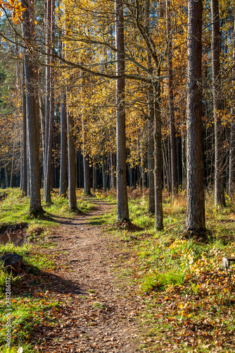 autumn in sunny day in park with distinct tree trunks and tourist trails