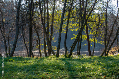 autumn in sunny day in park with distinct tree trunks and tourist trails