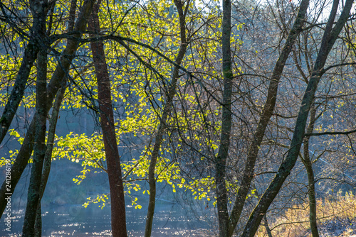 autumn in sunny day in park with distinct tree trunks and tourist trails