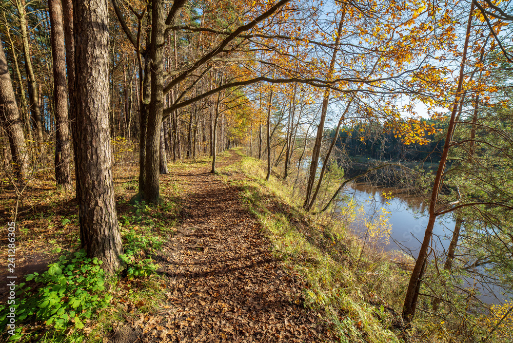 Obraz premium autumn in sunny day in park with distinct tree trunks and tourist trails