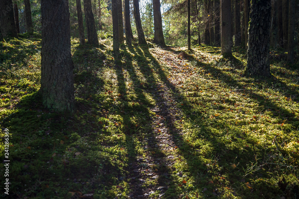 Fototapeta premium autumn in sunny day in park with distinct tree trunks and tourist trails