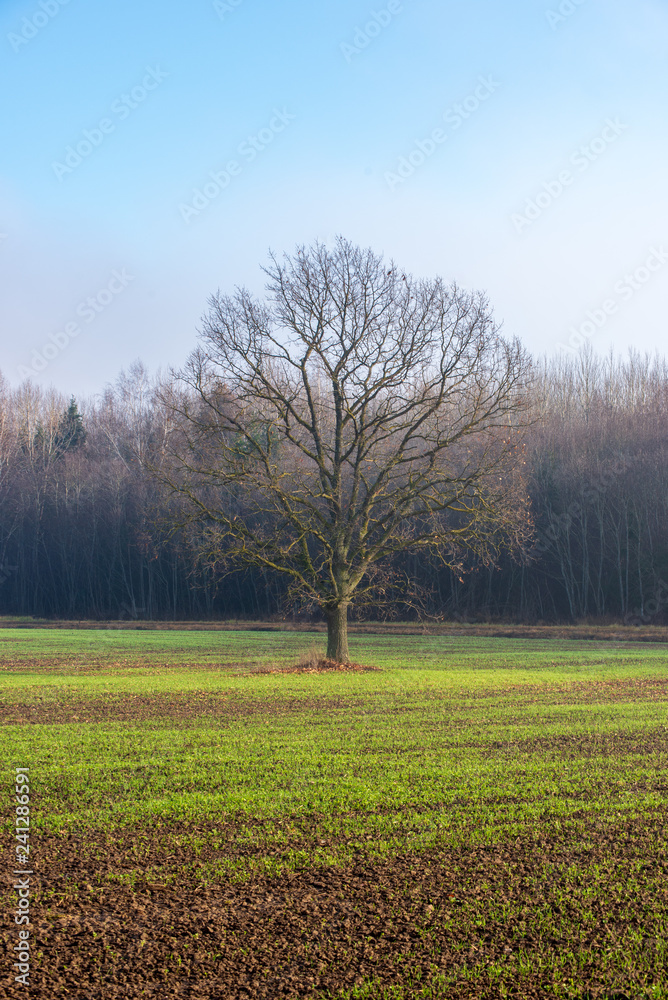 single isolated tree in green meadow field in summer single isolated tree in green meadow field in summer