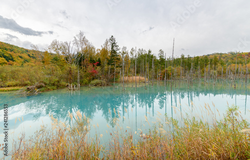Blue pond (Aoiike) in Biei, Hokkaido Autumn season,
