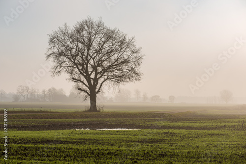 Wallpaper Mural single isolated tree in green meadow field in summer Torontodigital.ca